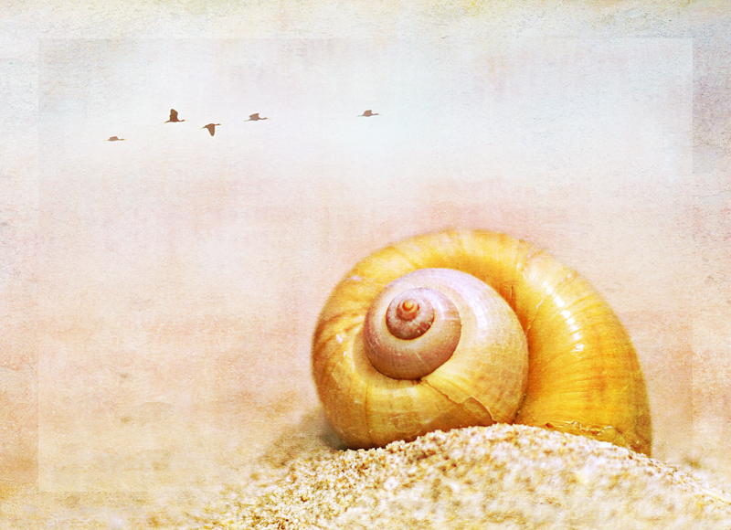 Sunrise Seashell