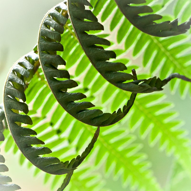 Curled Fern