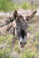Wild Donkey original.jpg