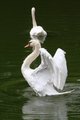 Swan guards.JPG