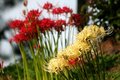 Red and Yellow.JPG