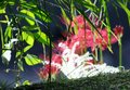 Red White and Green.JPG