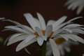 Daisy original.jpg