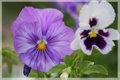 Two variety\'s.jpg
