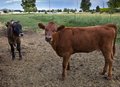 20100624_Cows_092