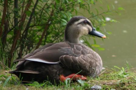 Just Ducky.jpg