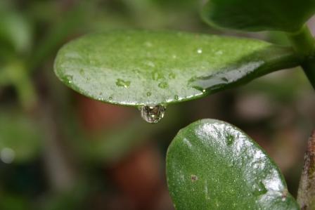 Droplet.jpg