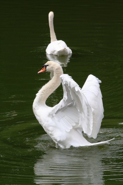 Swan guards.JPG