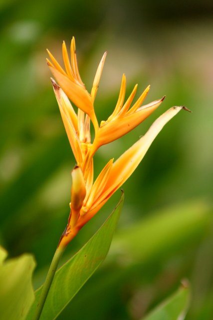 blooming bird of paradise.JPG