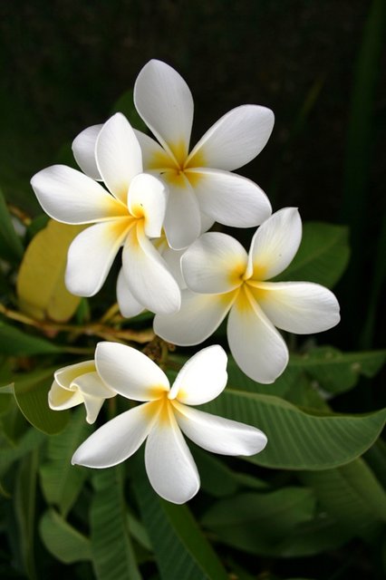 Plumeria.JPG