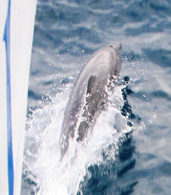 Dolphin Play.JPG
