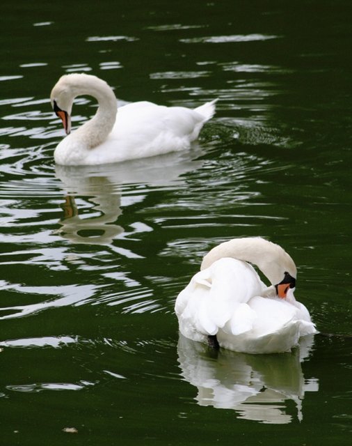 Geese 1.JPG