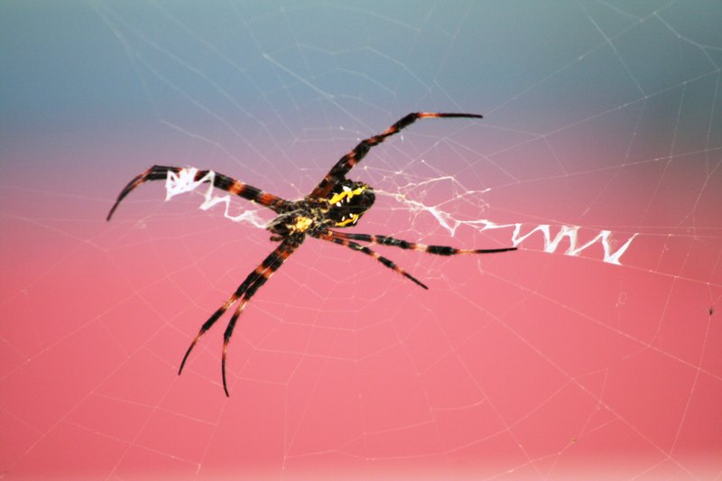 Spider1.JPG