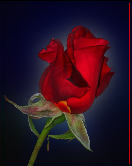 Rosebud.jpg