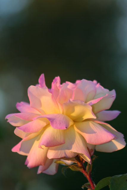 Pink and Yellow original.jpg