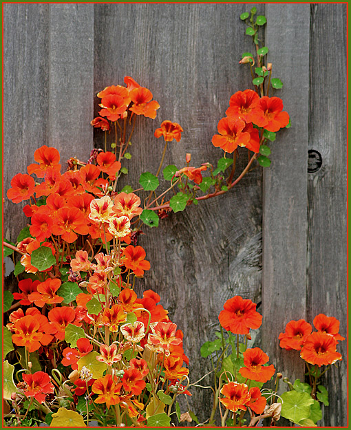 Orange per suggestions.jpg