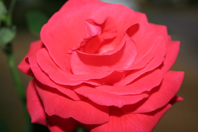 Delicate Rose original.jpg