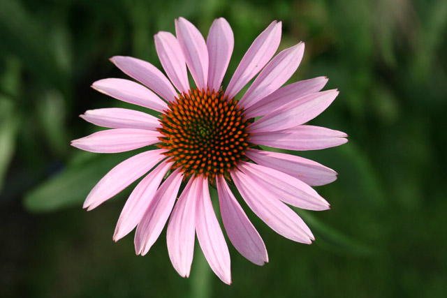 pink pinwheel original.jpg