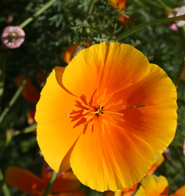 California Poppy.jpg