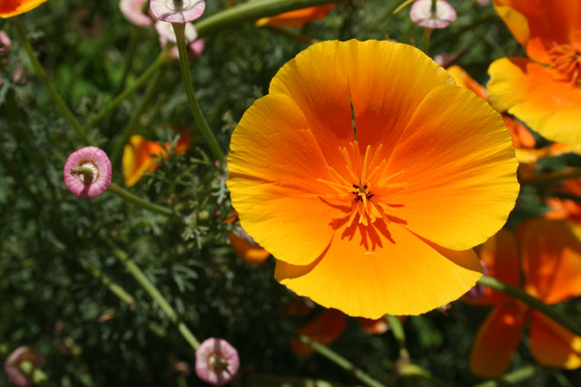 California Poppy original.jpg