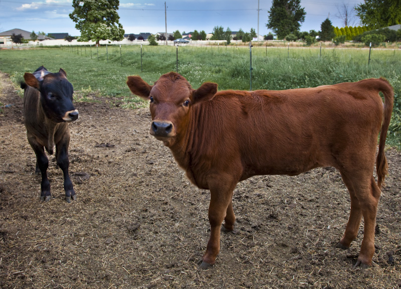 20100624_Cows_092