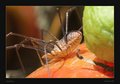 Itsy-bitsy.jpg