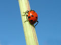 Ladybug