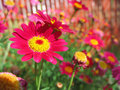 Pink Flowers