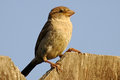 Birdy