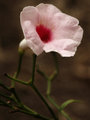 Gentle