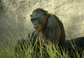 Bonobo