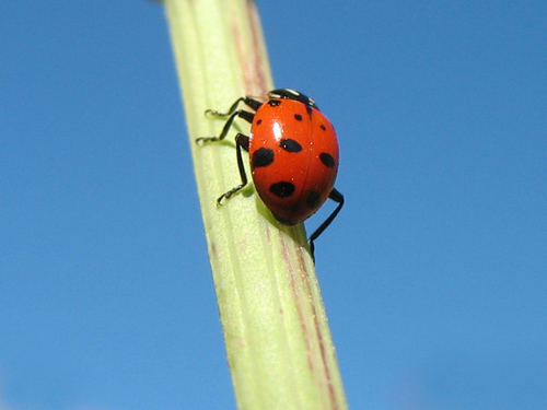 Ladybug