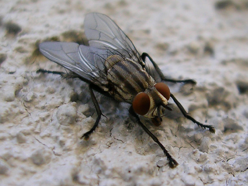 Fly