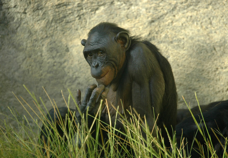 Bonobo