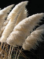 weeds.jpg