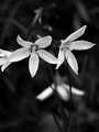 Day 4 BW-wildflower.jpg