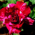 Day 29 Rose to the Occassion.jpg