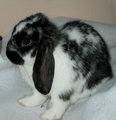 Oct-12-Baby-Lola.jpg