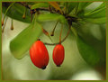 Oct-15-berried.jpg