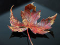Oct-29-IMG_0281.jpg
