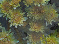 Nov-01-mums-and-oil-slick.jpg