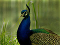 IMG_0149peacock.jpg