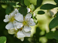 IMG_2272_Wild-Rose.jpg