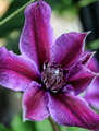 05_Floral_IMG_3664.jpg