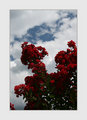 08-Floral-IMG_3810.jpg