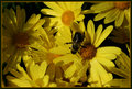 bzzz_4035.jpg
