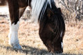 Misty of Chincoteague.jpg