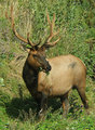 wild-elk.jpg