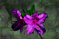 funkyfloral2131.jpg