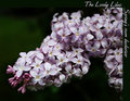 Lilac-5564.jpg